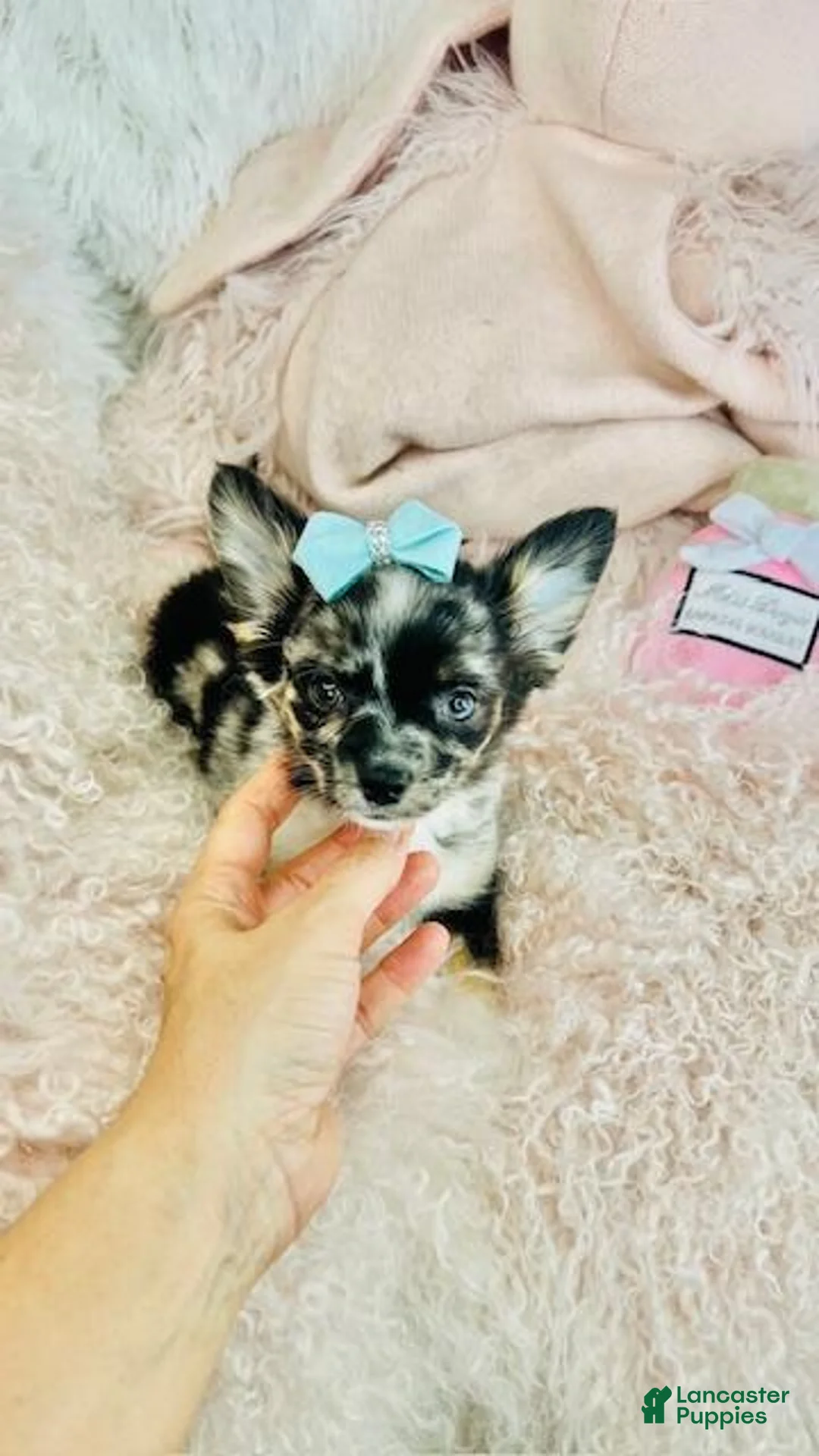 Chihuahua dogs for sale: Chihuahua Puppy 1 - Ad 1