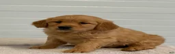Golden Retriever dogs for sale: Kathy - Ad 5