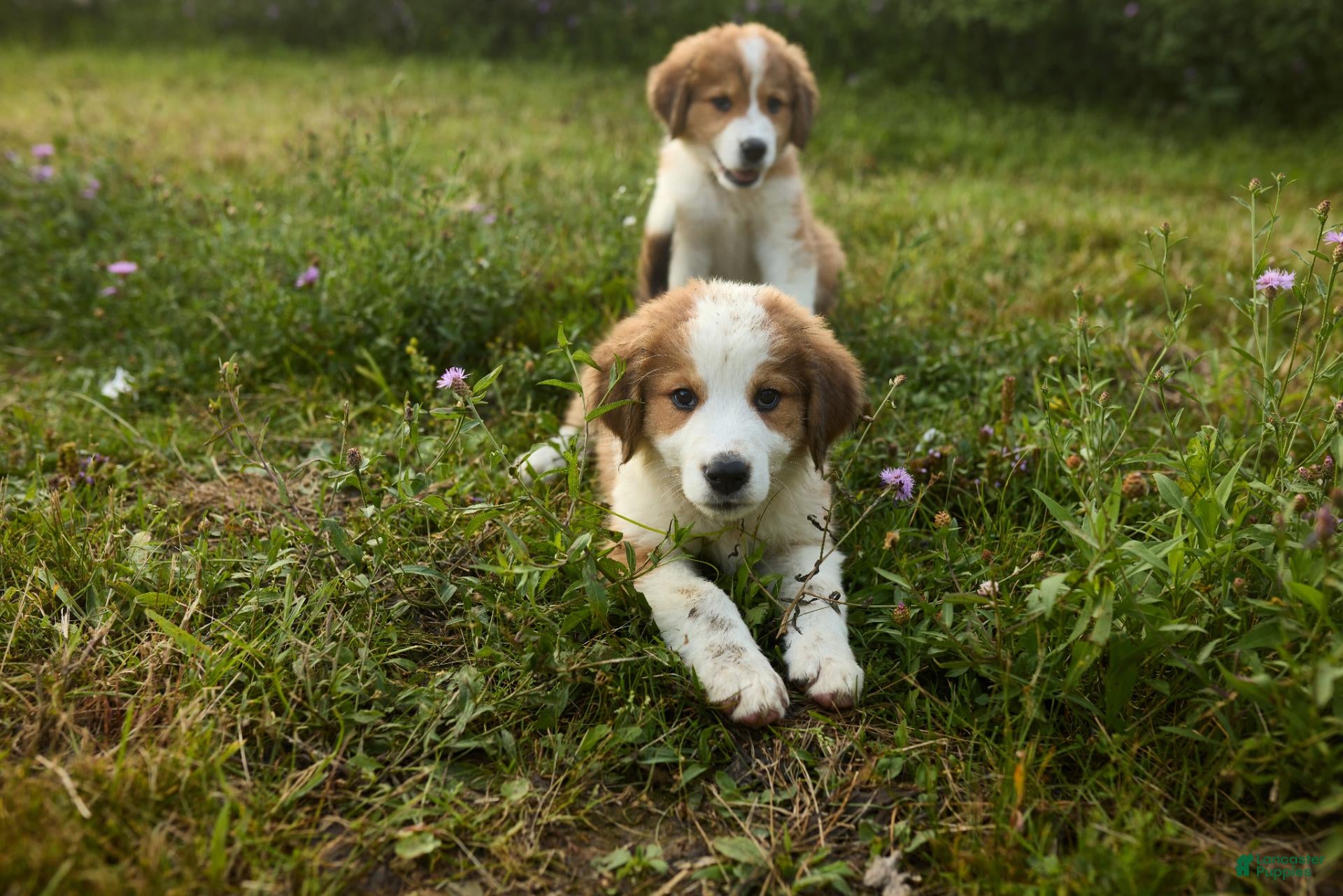 Mixed Breed dogs Mixed Breed 2 - Ad 35