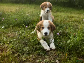 Mixed Breed dogs Mixed Breed 2 - Ad 35