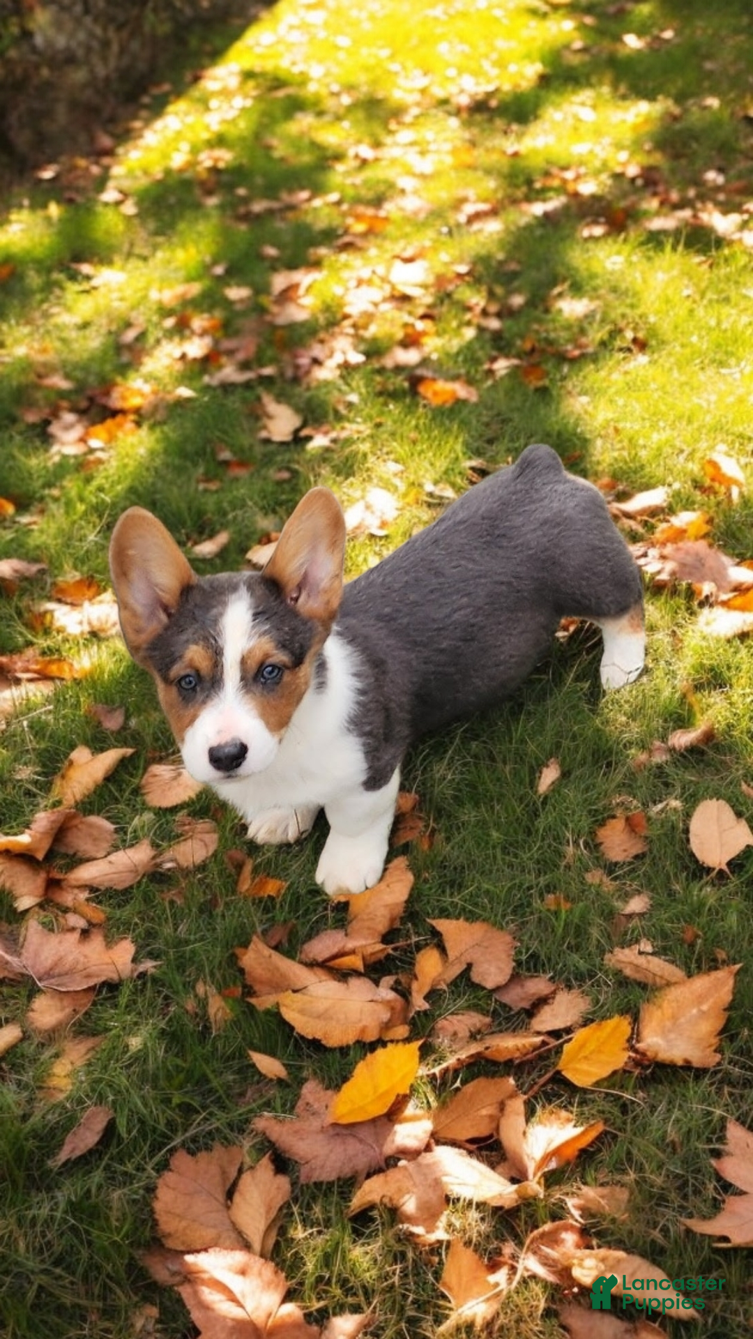 Welsh Corgi Pembroke dogs for sale: Axel Bluie - Ad 16
