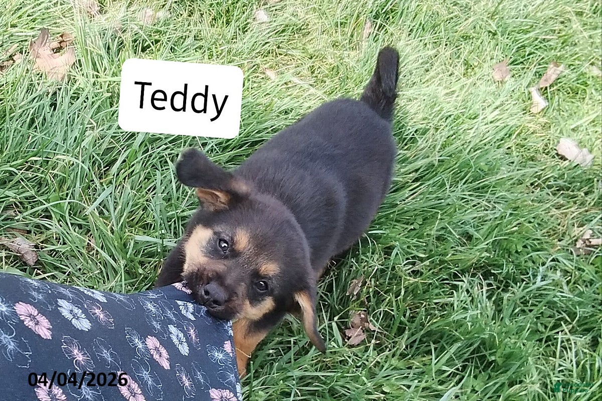 Mixed Breed dogs Teddy - Ad 1