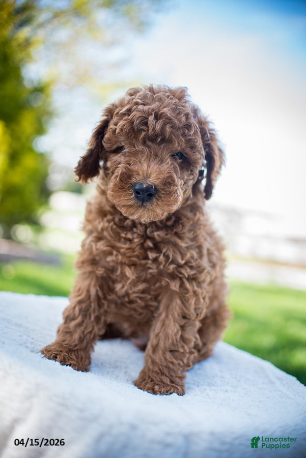 Miniature Poodle dogs Josie - Ad 1