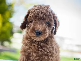 Miniature Poodle dogs for sale: Josie - Ad 2