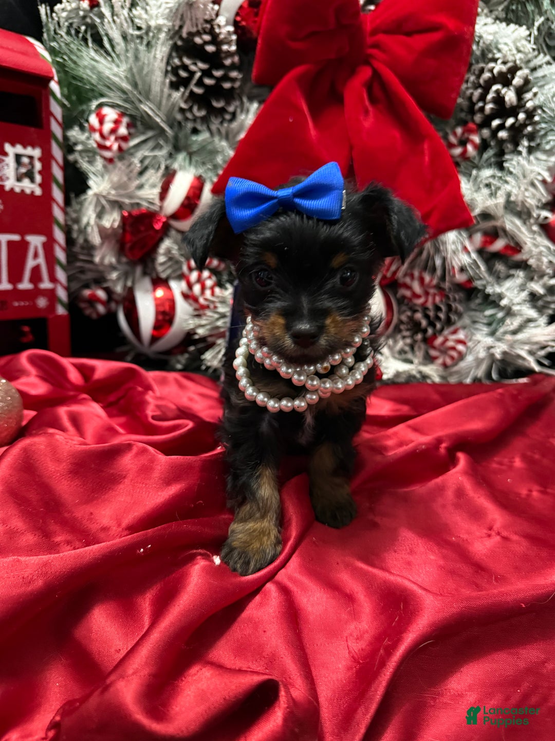 Yorkshire Terrier dogs for sale: Rigatoni  - Ad 2