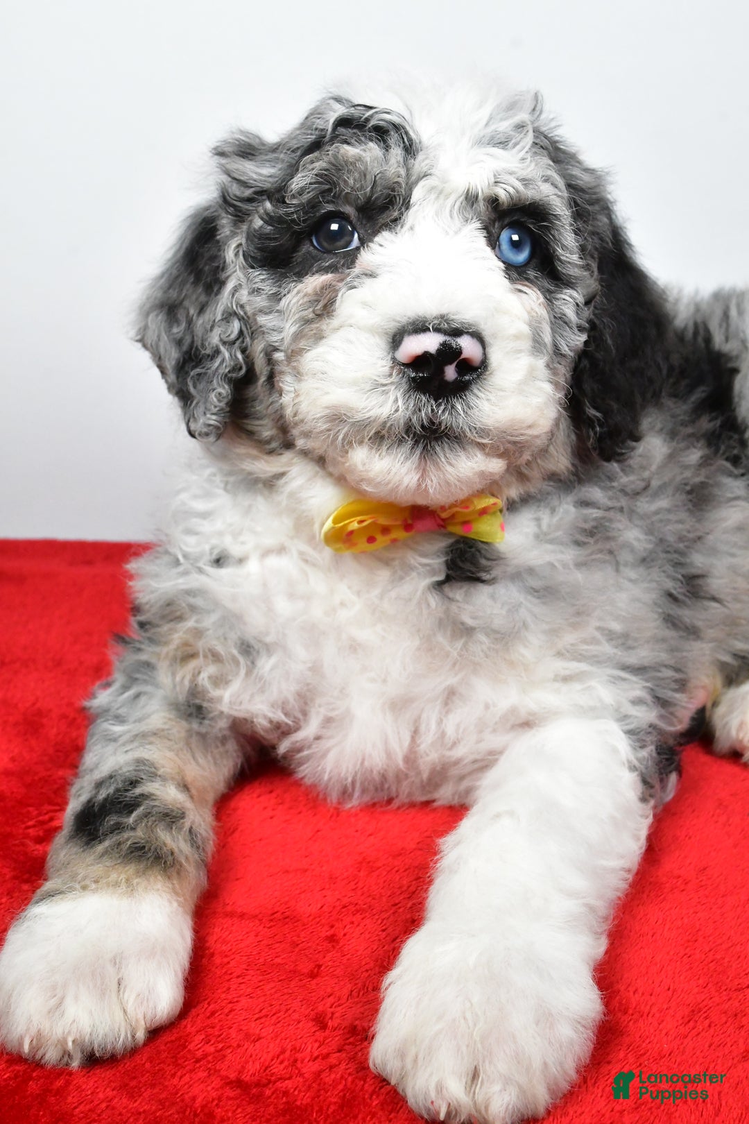 Sheepadoodle dogs for sale: Max - Ad 5