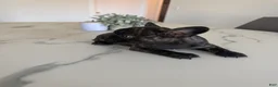 French Bulldog dogs for sale: French Bulldog 2 - Ad 5