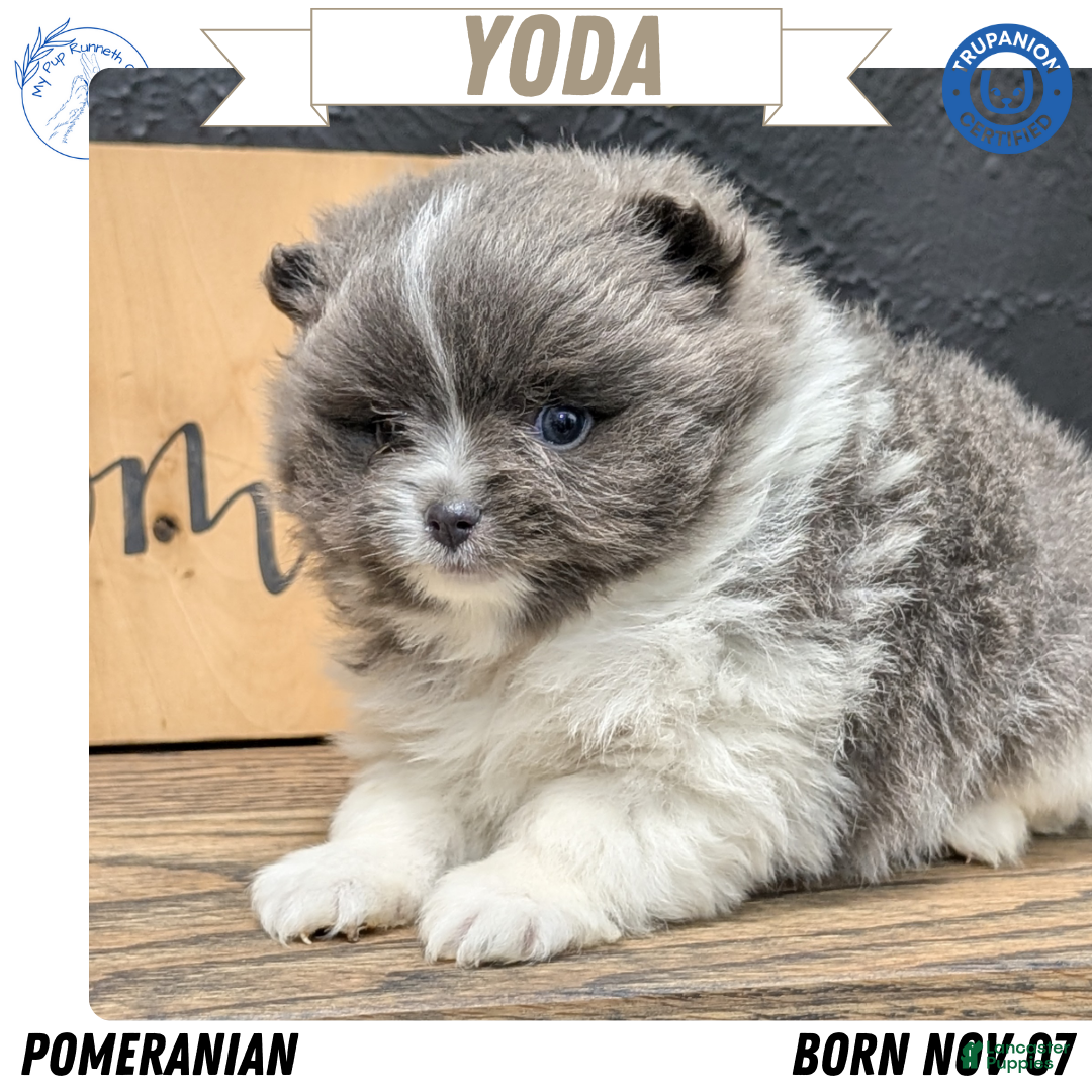 Pomeranian dogs for sale: Yoda - Ad 1