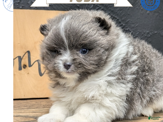 Pomeranian dogs Yoda - Ad 3