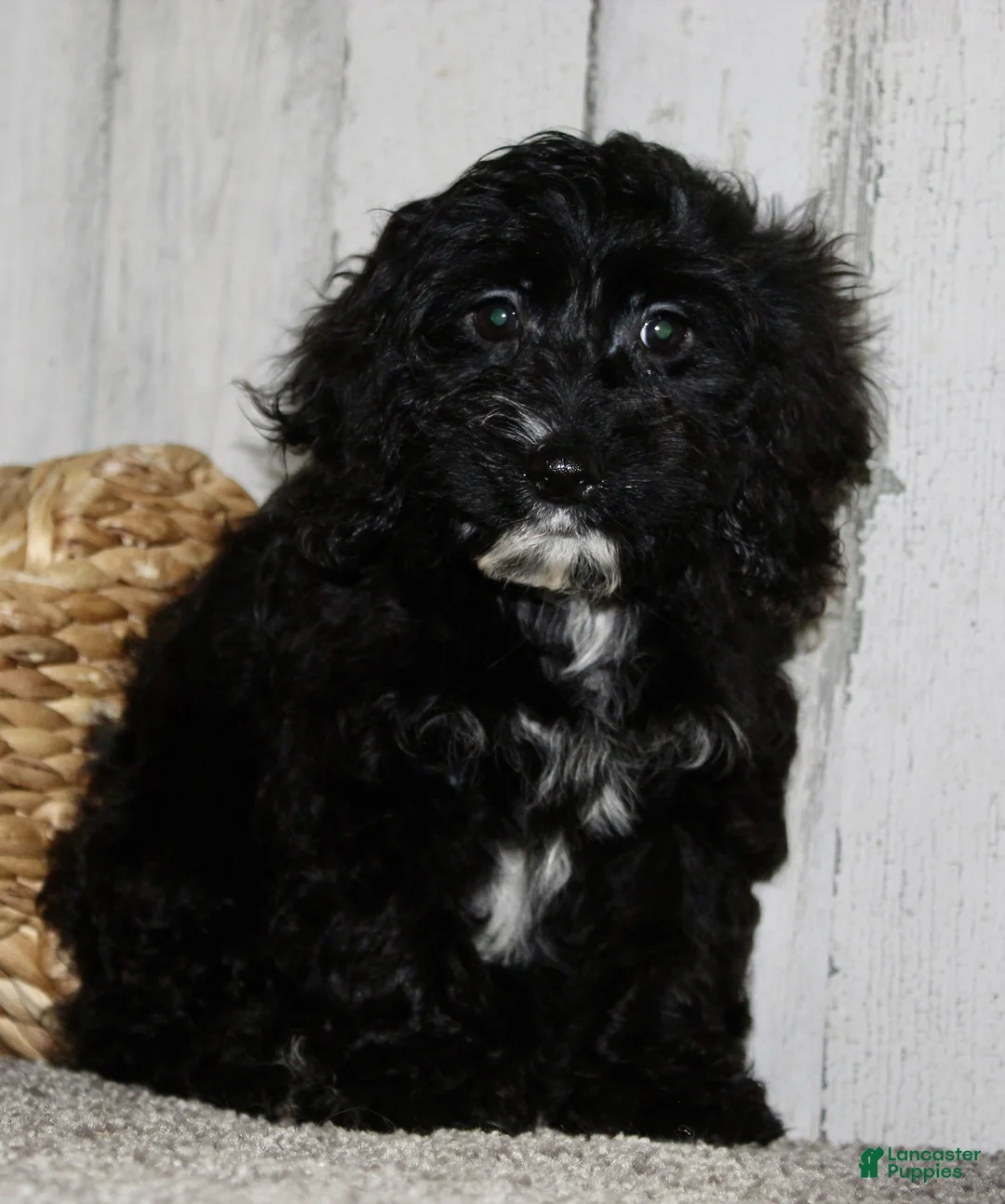 Cockapoo dogs for sale: Coco - Ad 3