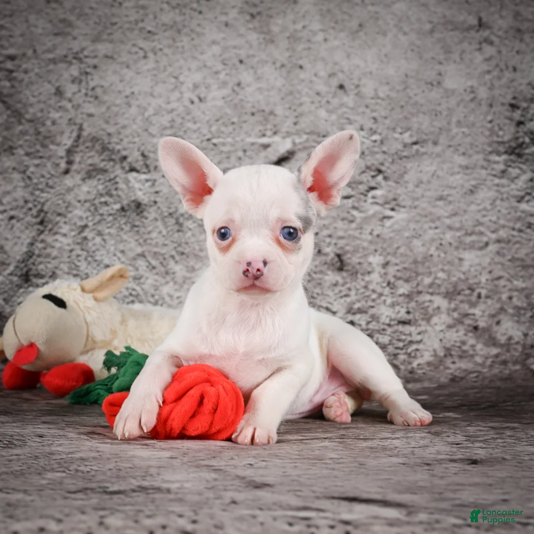Chihuahua dogs for sale: Abby - Ad 1