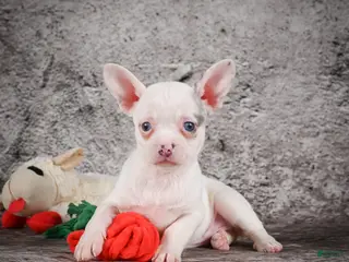 Chihuahua dogs for sale: Abby - Ad 3