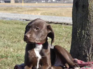 Mixed Breed dogs Caramel - Ad 4