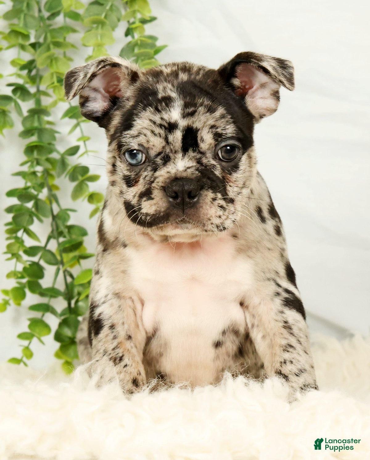 Frenchton dogs Milo - Ad 2