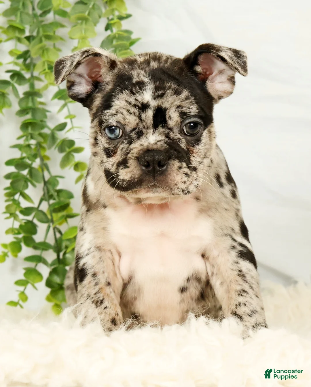 Frenchton dogs for sale: Milo - Ad 2