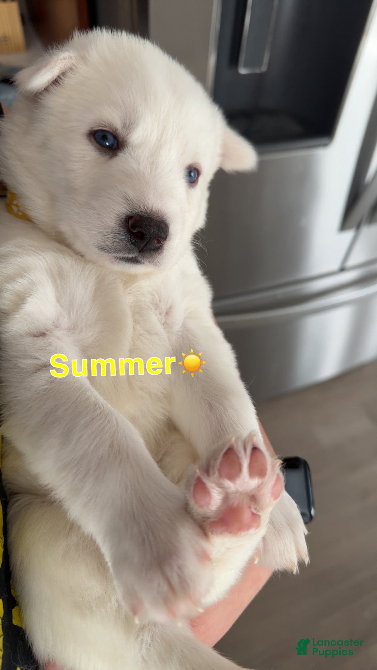 Siberian Husky dogs for sale: Summer - Ad 3