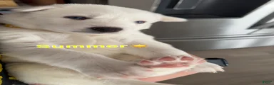 Summer