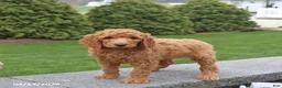 Goldendoodle dogs for sale: Scout - Ad 3