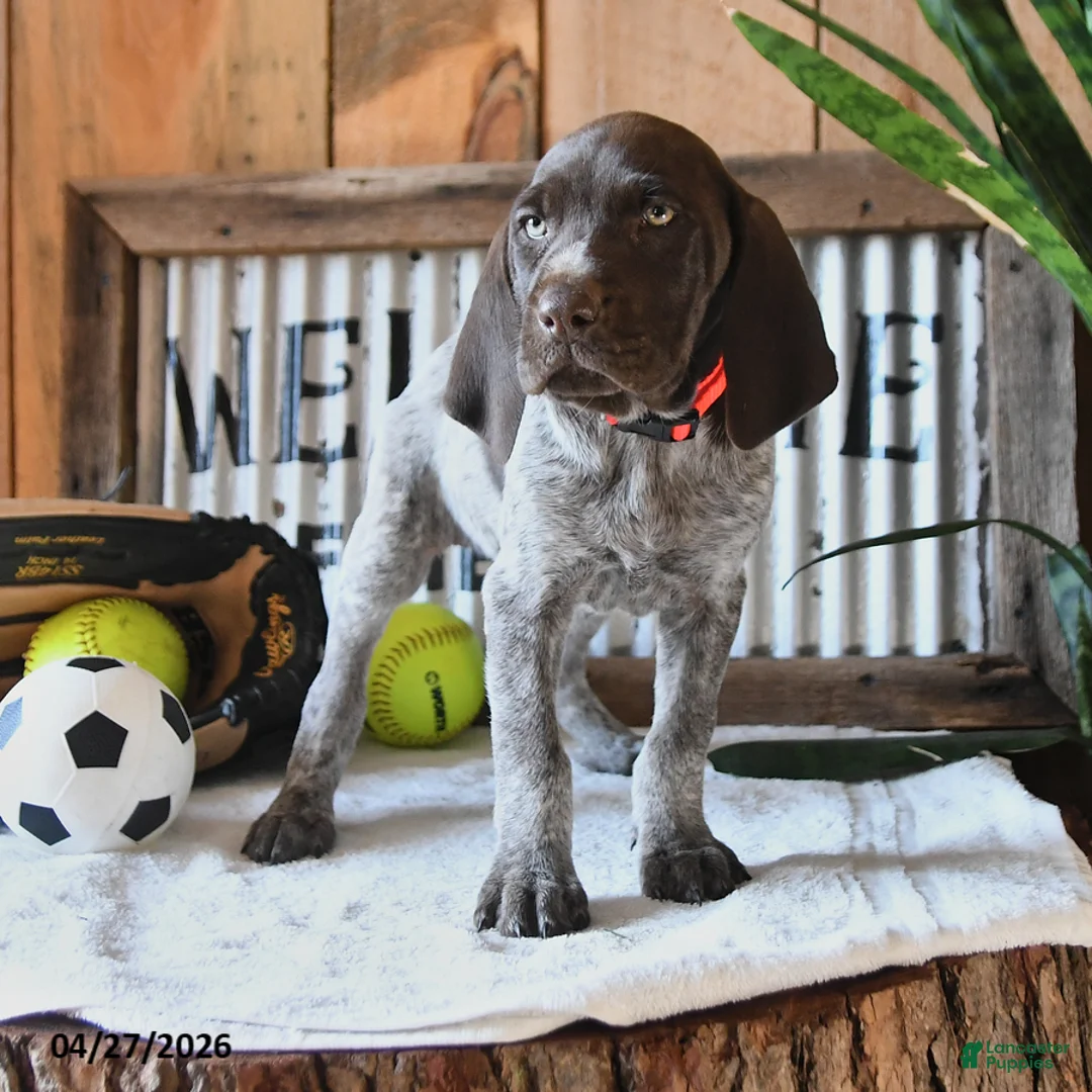 German Shorthaired Pointer dogs for sale: Betsy - Ad 2
