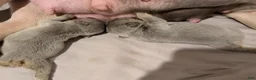 French Bulldog dogs for sale: 🌙 Mochi - Ad 5