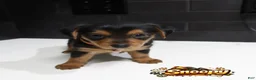 Shorkie dogs for sale: Shorkie 3 (Orange Collar) - Ad 3