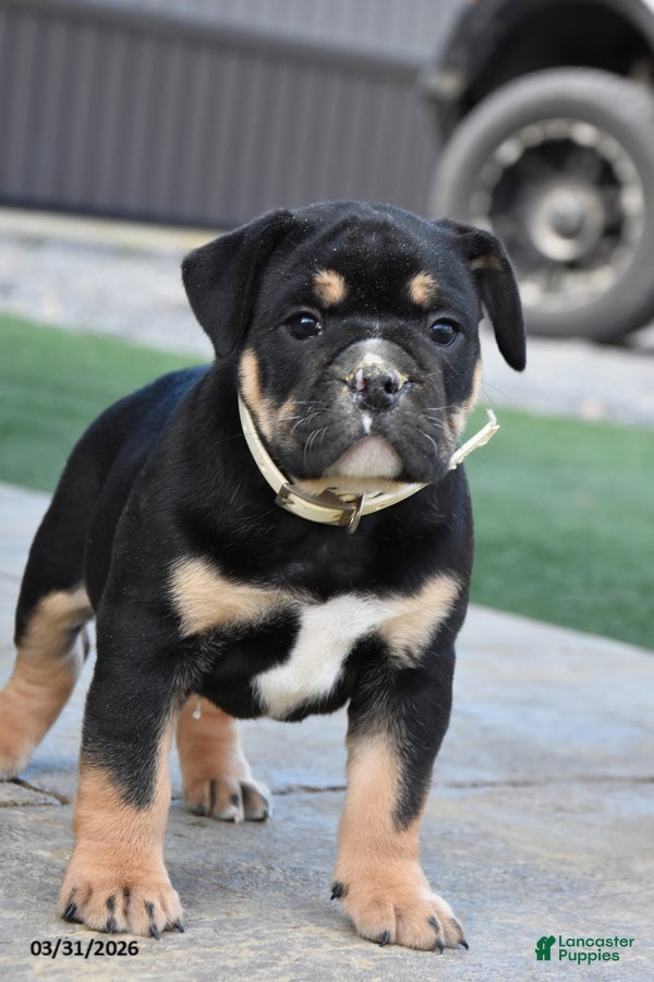 Olde English Bulldogge dogs Westley - Ad 2