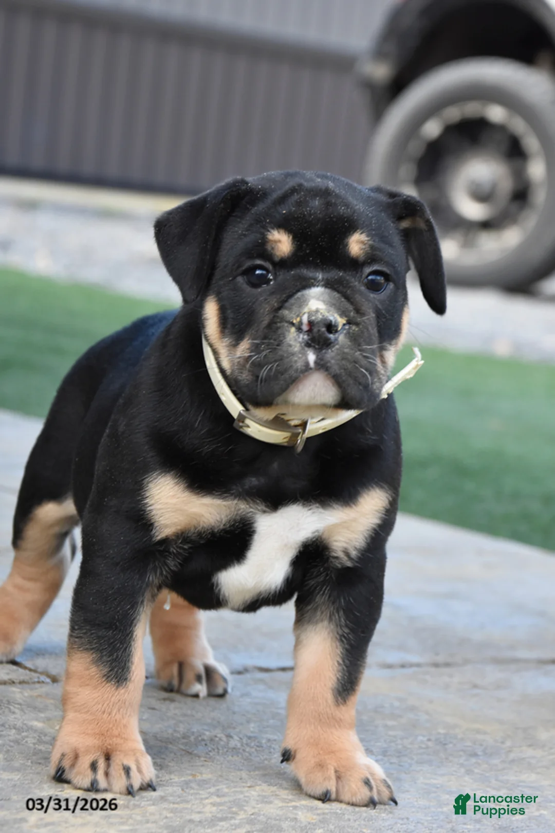 Olde English Bulldogge dogs for sale: Westley - Ad 2