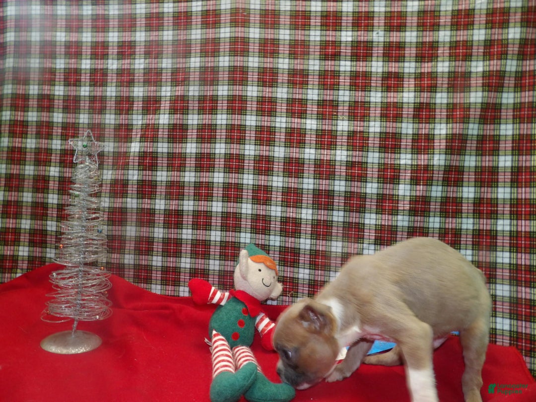 Boston Terrier dogs for sale: RIOT - Ad 4