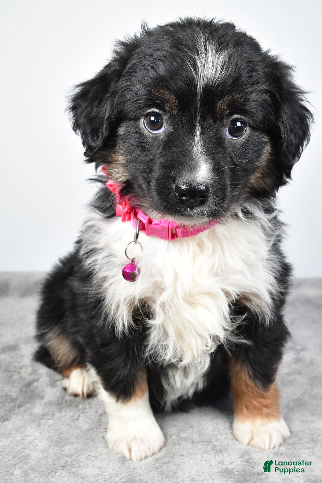 Miniature Australian Shepherd dogs for sale: Willow - Ad 3