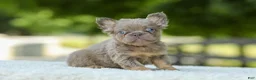 French Bulldog dogs for sale: Lucy - Ad 8