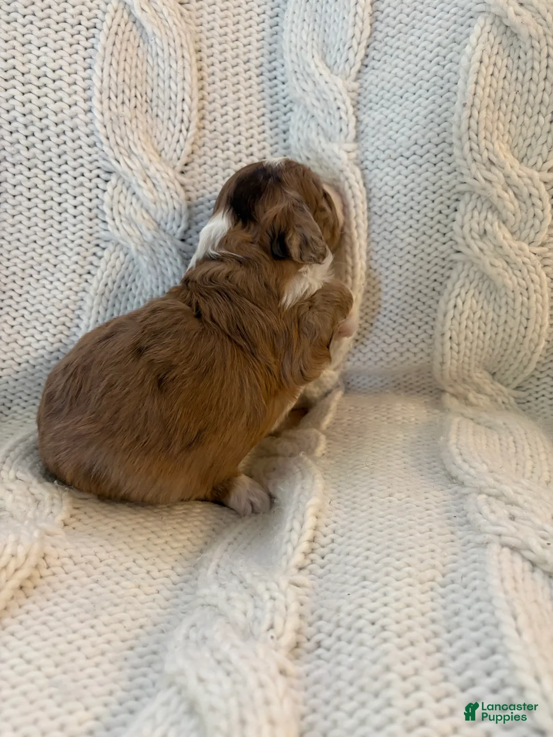 Mini Aussiedoodle dogs for sale: Mini Aussiedoodle Puppy 4 - Ad 5