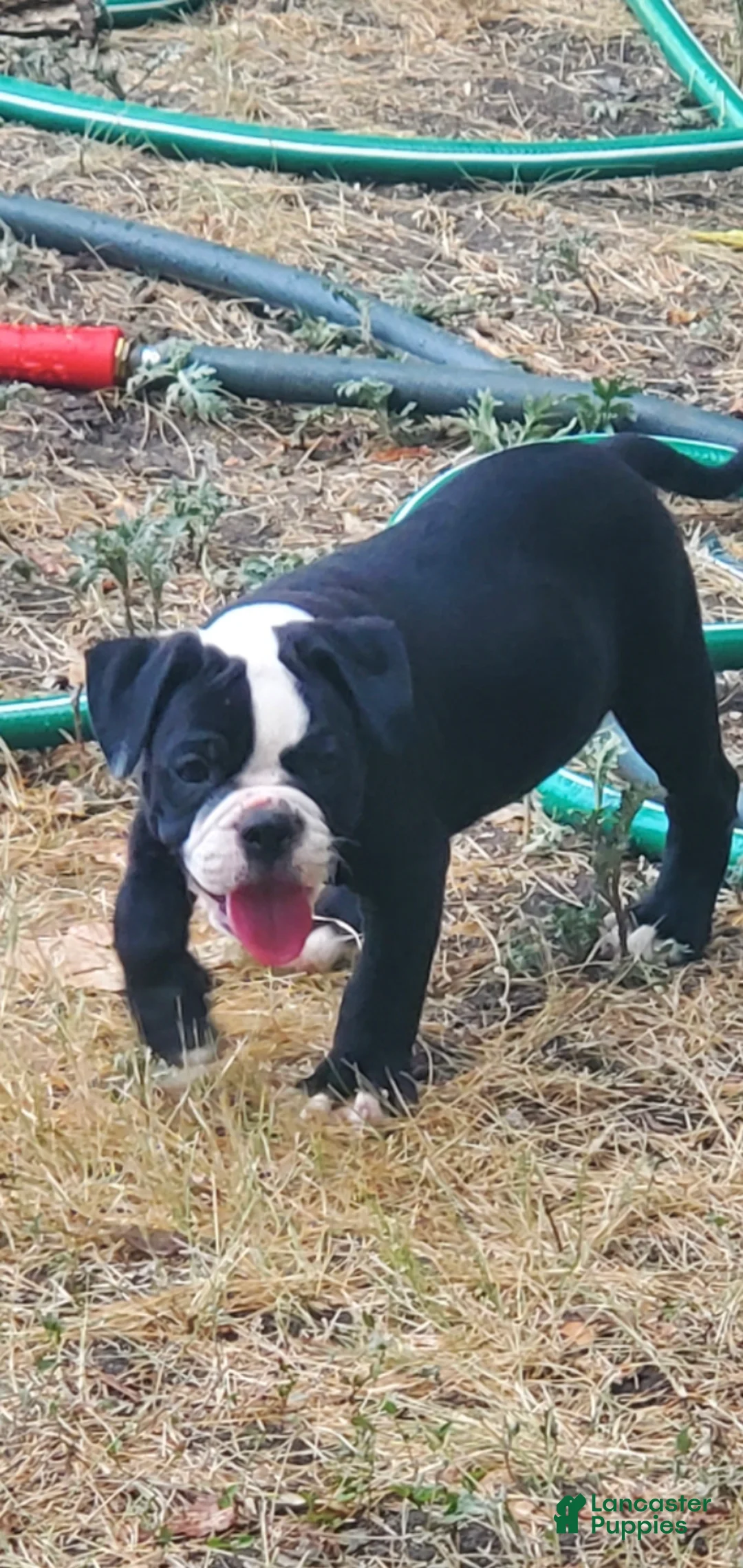 Alapaha Blue Blood Bulldog dogs for sale: Alapaha Blue Blood Bulldog 4 - Ad 1