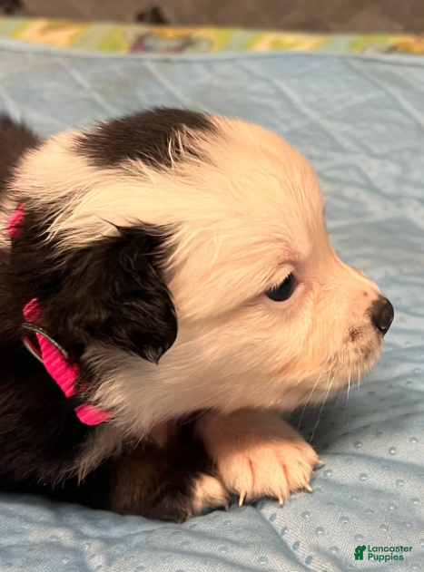 Australian Shepherd dogs Miranda - Ad 1