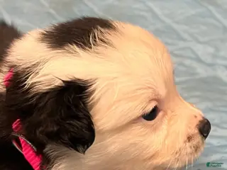 Australian Shepherd dogs for sale: Miranda - Ad 4