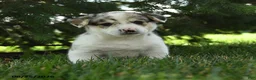 Mixed Breed dogs for sale: Aurora - Ad 2