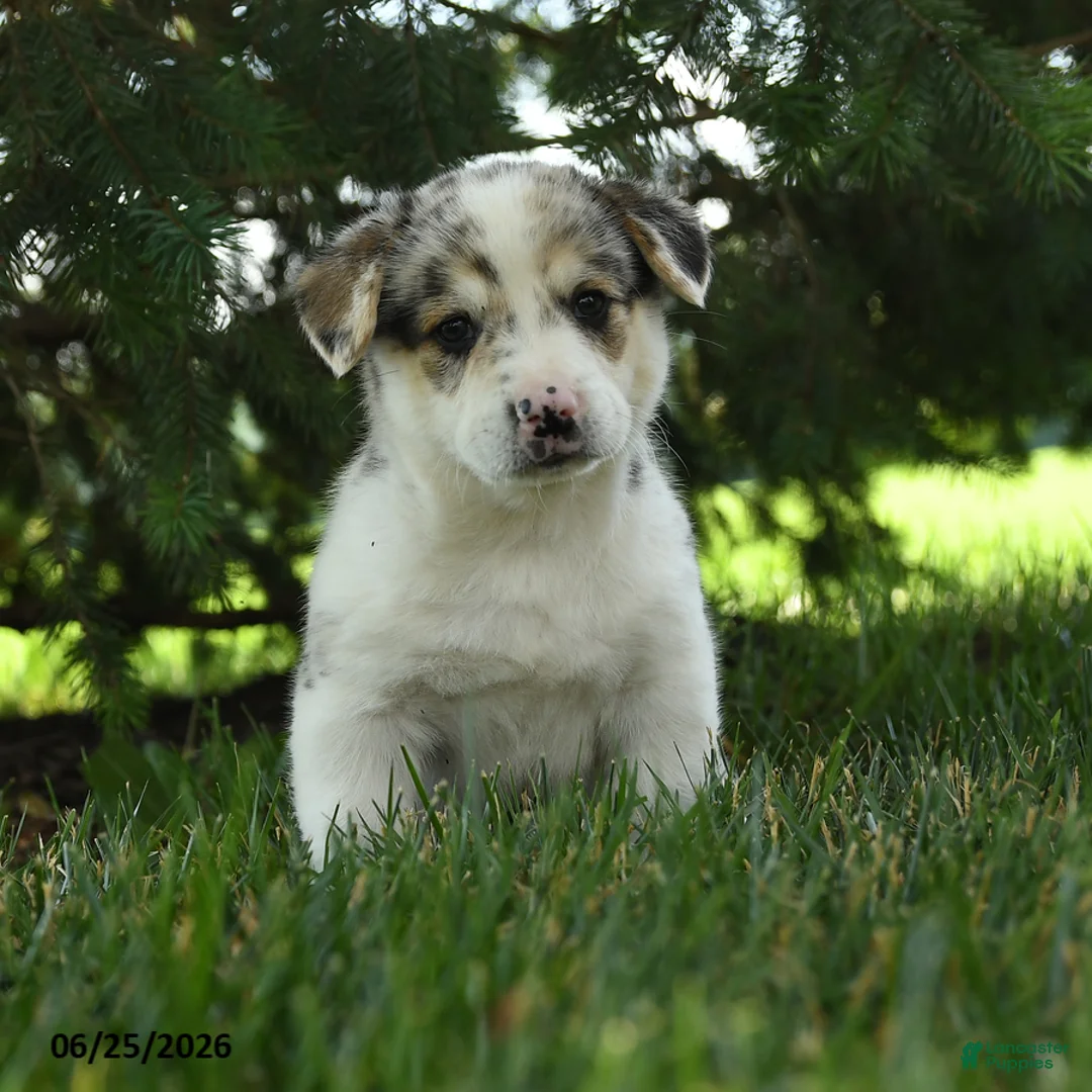 Mixed Breed dogs for sale: Aurora - Ad 2