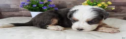 Mini Bernedoodle dogs for sale: #6 Male (Splash's) - Ad 4