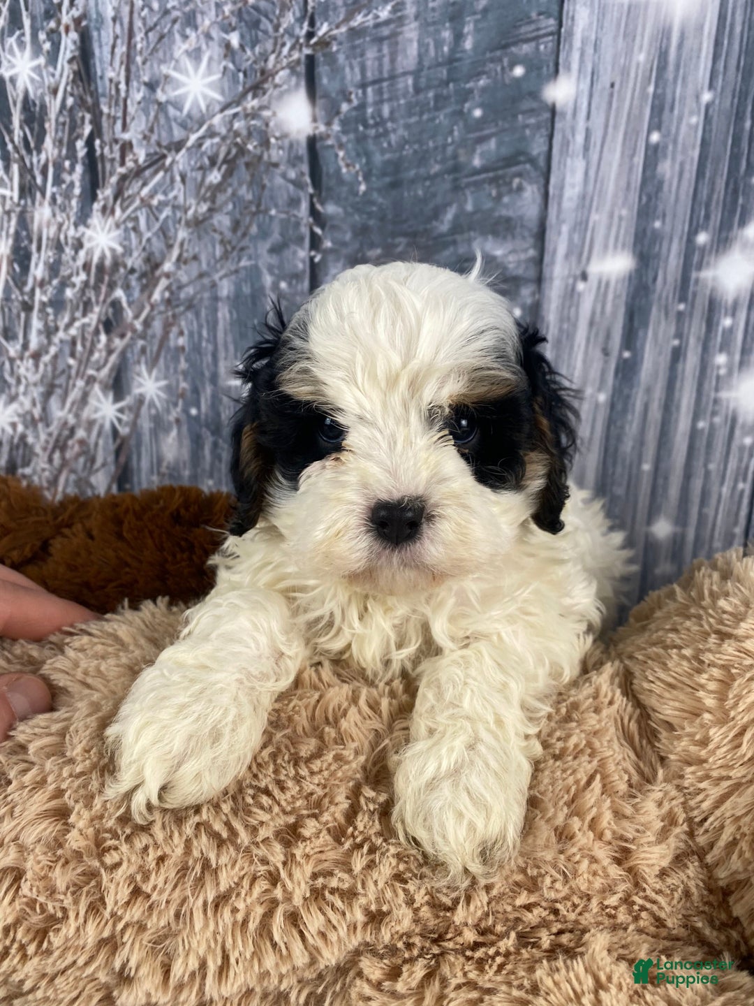 Cavapoo dogs for sale: Jovan - Ad 3
