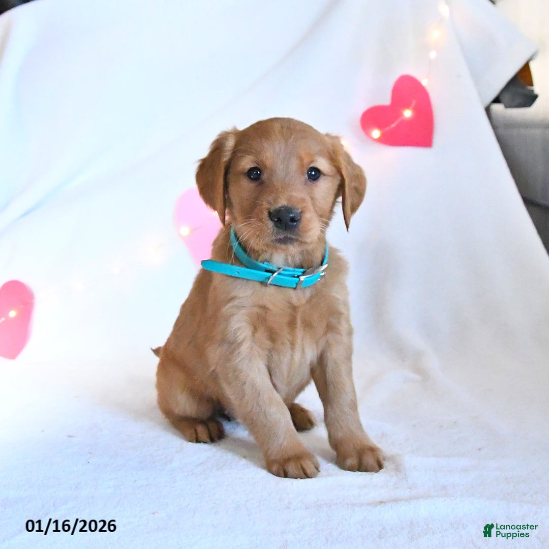 Golden Retriever dogs for sale: Maple   - Ad 5