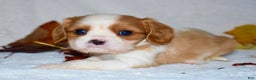 Cavalier King Charles Spaniel dogs for sale: Mack - Ad 14