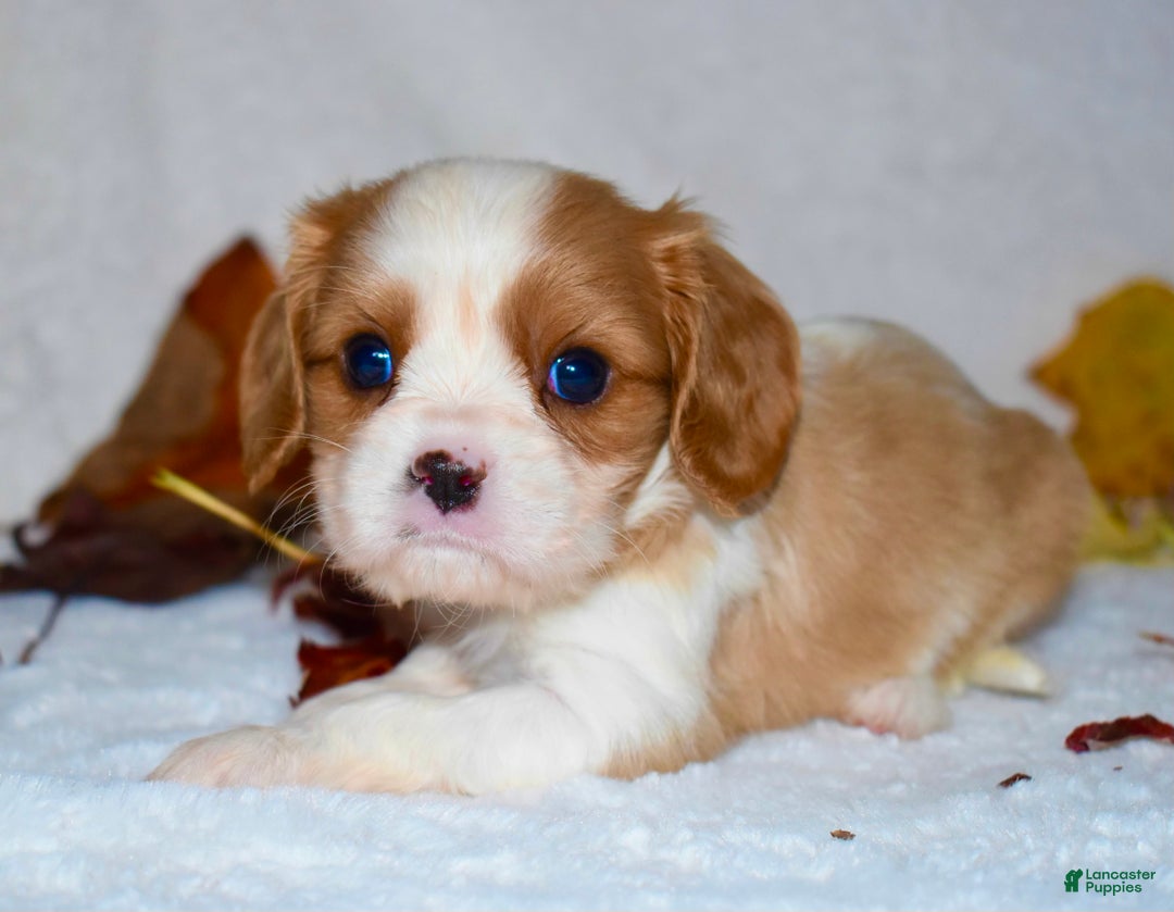 Cavalier King Charles Spaniel dogs for sale: Mack - Ad 14