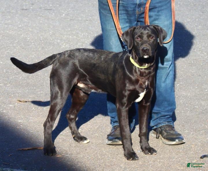 Mixed Breed dogs for sale: Cuervo - Ad 1