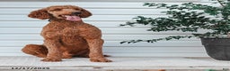Standard Poodle dogs for sale: Dante - Ad 9