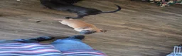 Mixed Breed dogs for sale: Koko - Ad 6