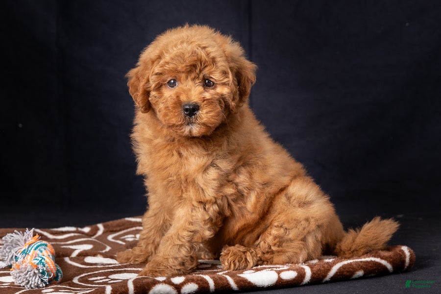 Mini Goldendoodle dogs Lori - Ad 1