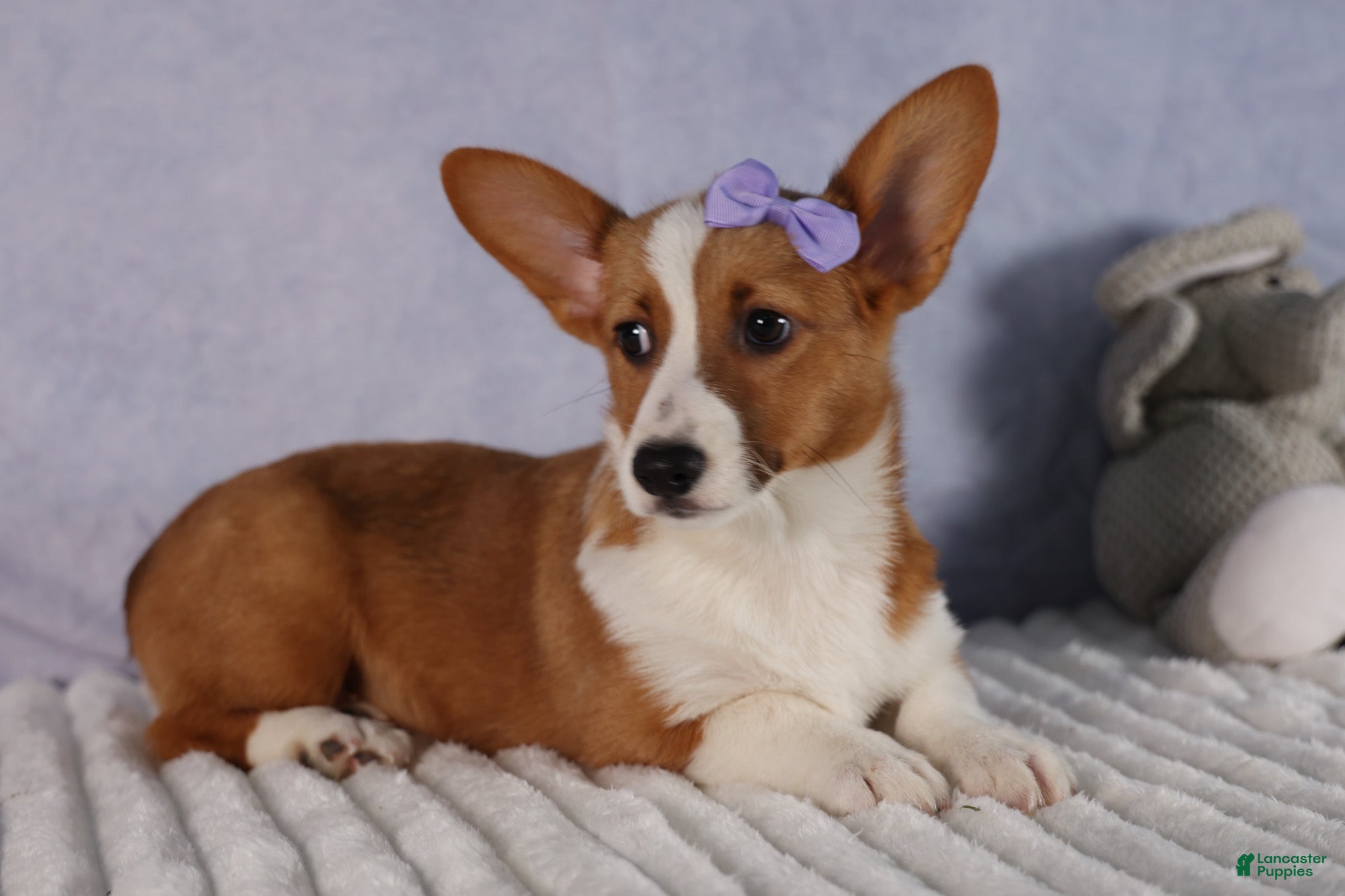 Welsh Corgi Pembroke dogs Yo-Yo 💕 - Ad 1