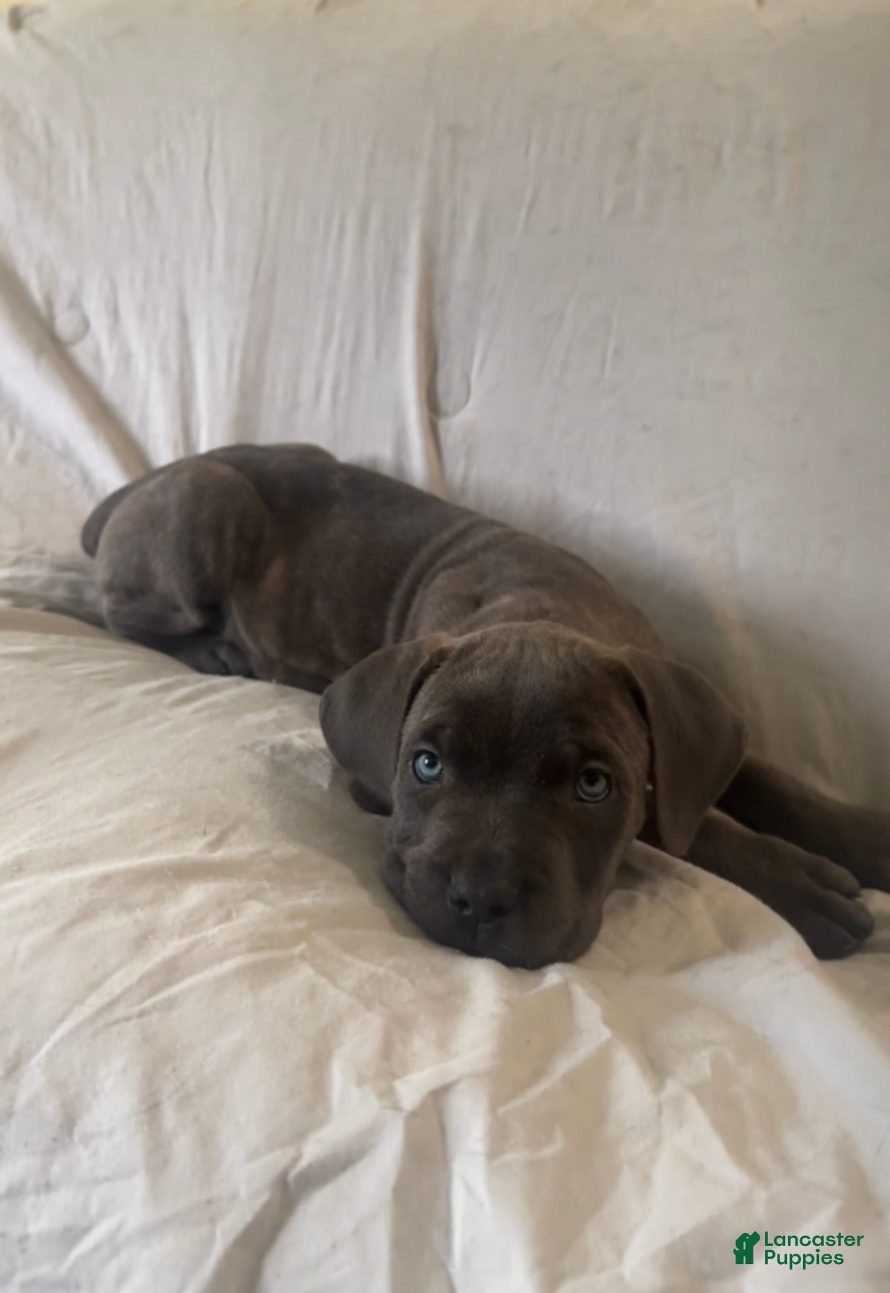 Cane Corso dogs Prima  - Ad 2