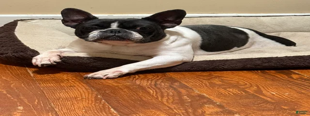 Nova 