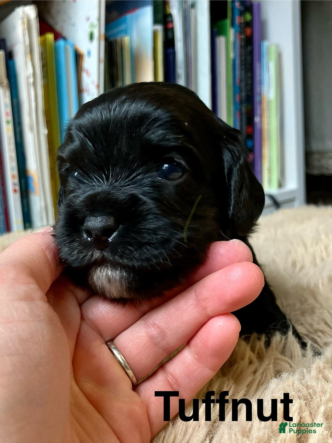 Cavapoo dogs for sale: Tuffnut - Ad 9