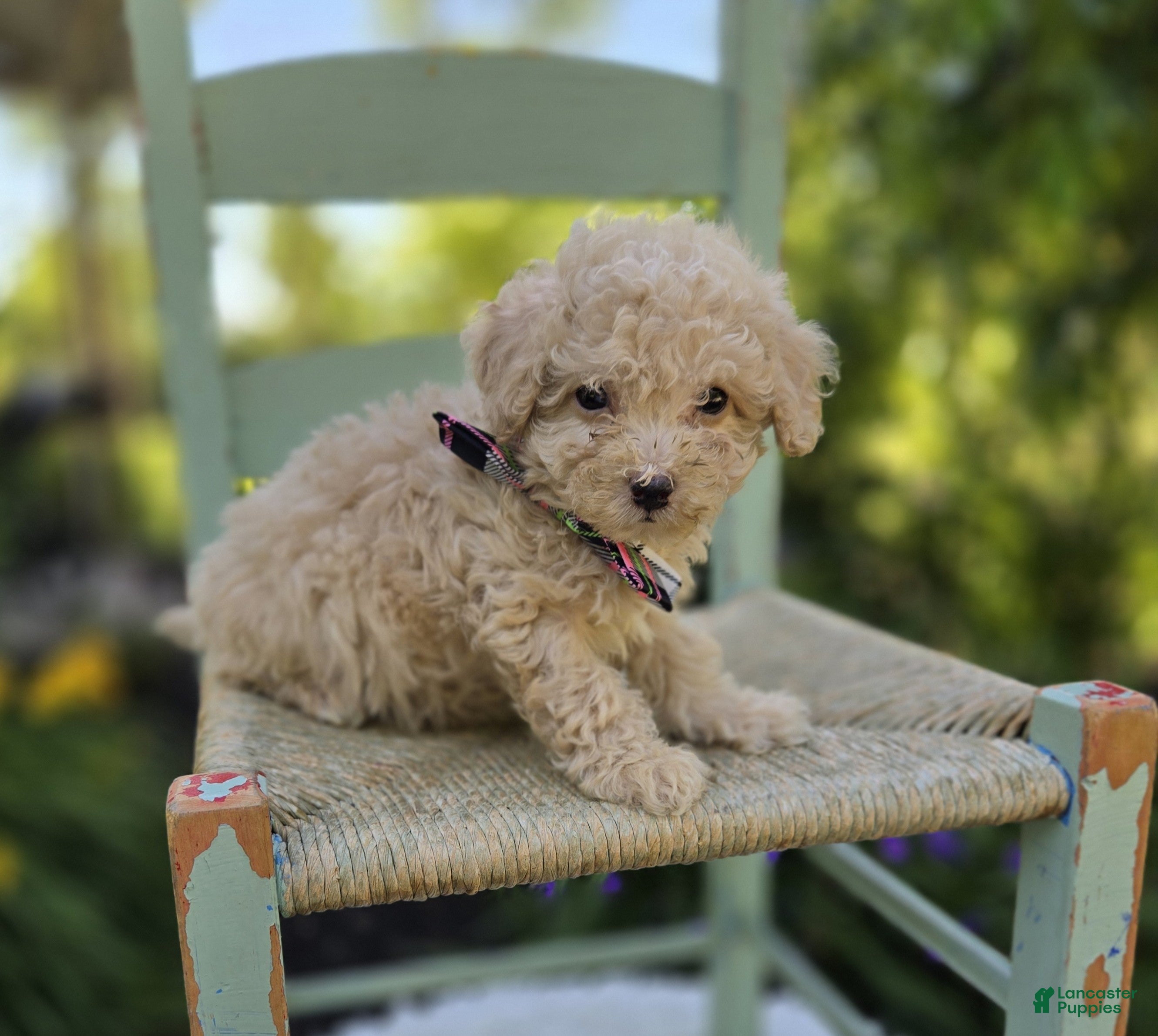 Miniature Poodle dogs Dolly - Ad 2